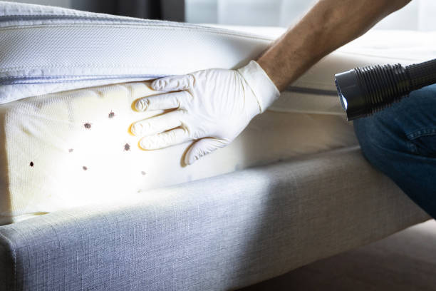 Pest Control for Restaurants in Lafayette, CO
