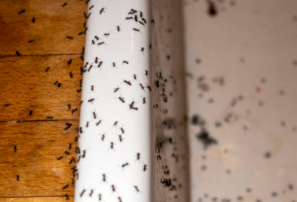 Best Spider Control Near Me  in Lafayette, CO