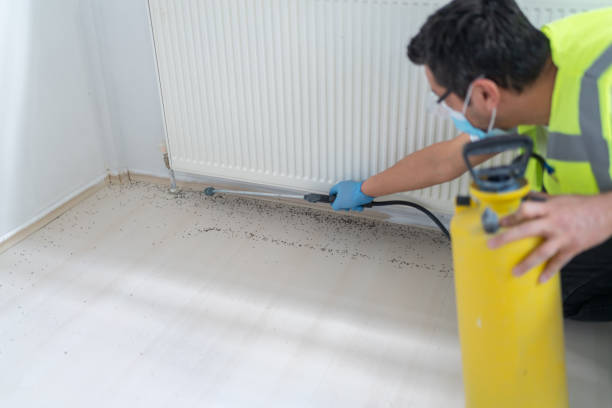 Best Wasp Removal Services  in Lafayette, CO