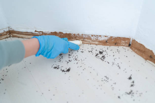 Best Pest Prevention Services  in Lafayette, CO